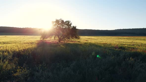 Fight Over Wheat Field.