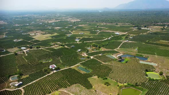 Aerial Panoramic View Of Vietnamese Dragon Fruit Plantation. alt