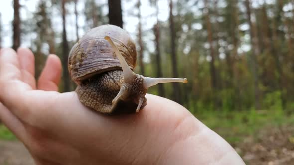 Snail With Shell on Male Hand, Wild Animal Observation, Forest Fauna, Nature