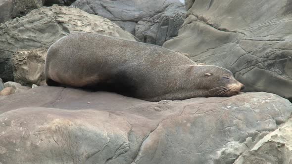 Sea lion sleeping on a rock alt