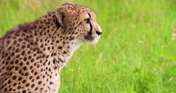 Cheetah on Grassy Field in Forest