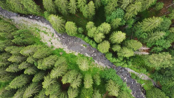 Top Down View of Green Pine Forest and Wild River with Rapids on a Sunny Day alt