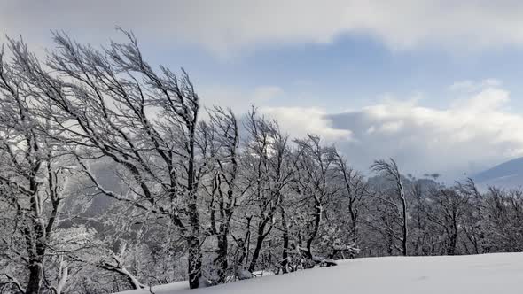 Fluffy Clouds Shelter Under White Snow Sheltered By Forests and Beautiful Mountains