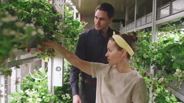 Nursery Worker Showing Greenhouse Strawberries To Man alt