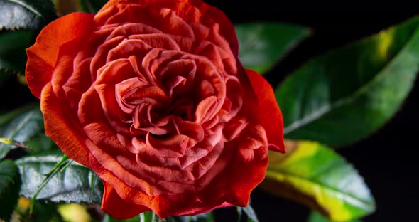 Time lapse of coral rose growing blossom alt