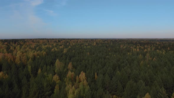 Autumn forest in Ural