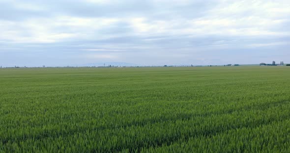 Large Agricultural Wheat Field At Blue Cloudy Sky On Countryside - Aerial Shot alt