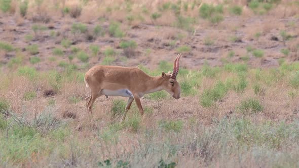 Wild Saiga Antelope or Saiga Tatarica Grazes in Steppe alt