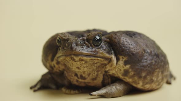 Cane Toad Bufo Marinus Sitting on a Beige Background in the Studio alt