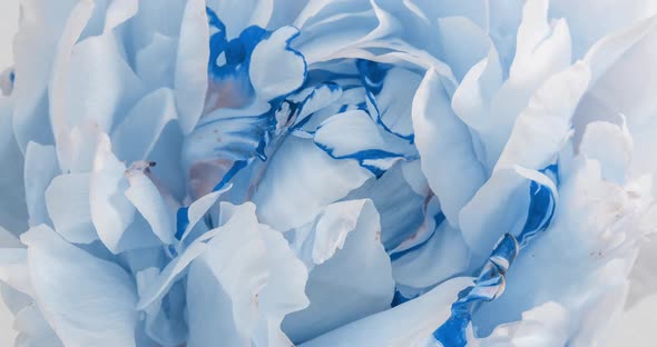 Beautiful Blue Peony Background. Blooming Peony Flower Open, Time Lapse, Close-up. Wedding Backdrop alt