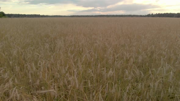 Flying Low Over the Ears of Grain Crops Wheat or Rye After Sunset in the Evening alt