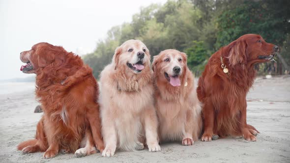 Old Golden retriever dogs group sitting on the sand and resting on the beach