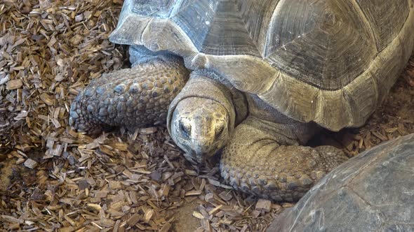 African Spurred Tortoise head (Centrochelys sulcata), also called the sulcata tortoise