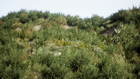 Beach Dunes with Long Grass alt