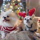 cute little brown fur chihuahua and white pomeranian dog wear sweater winter cloth - VideoHive Item for Sale