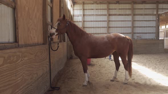 Beautiful young women cowgirl to come brush horse in a warm indoor arena with sunbeams and dust medi alt