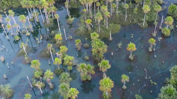 Nature landscape of Amazon Rainforest. Amazon river scenery. alt