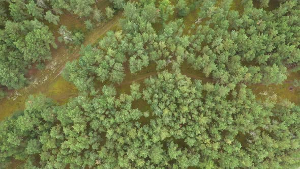 AERIAL: Rotating High Top Down Shot of Pine Siberia Forest on Bright Day