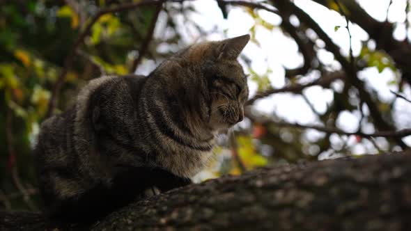Closeup Shot of Beautiful Gray Striped Cat Sitting on a Tree Waking Up and Yawning alt