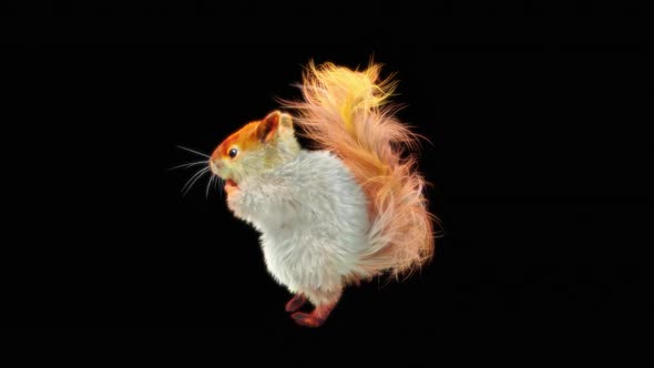 Squirrel Dancing HD alt