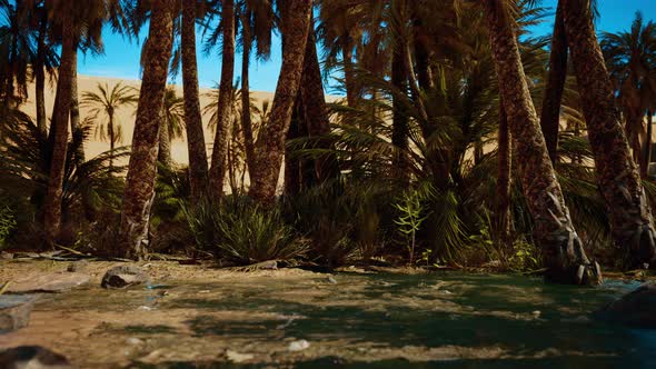 Palm Trees in the Sahara Desert alt