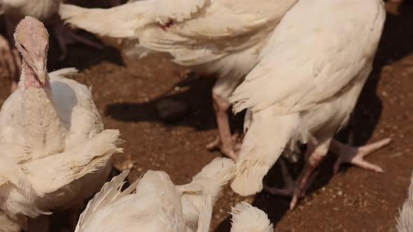 Turkey Poults in Poultry Yard