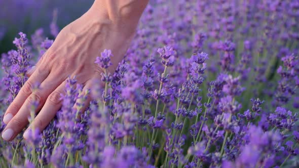 Woman Hand Floats on a Purple Flowering Lavender Bush in the Summer