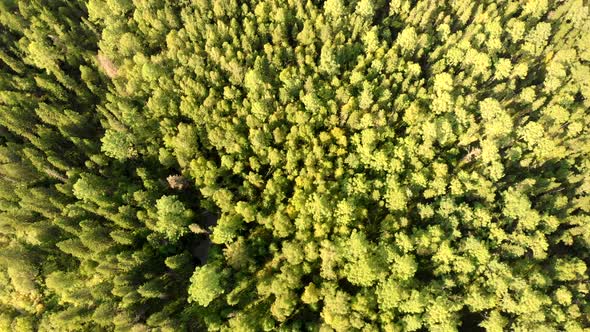 Aerial Fly Over Green Grove with Conifers Trees, Top View From Drone of Forest
