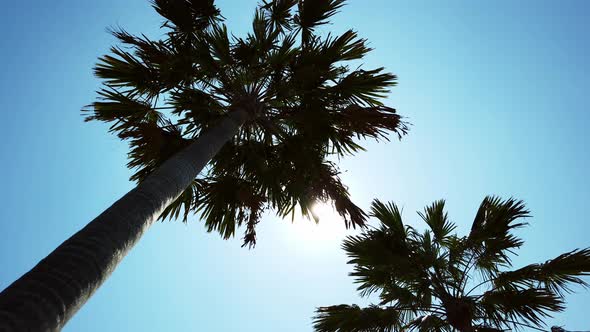 Panning Under Palm Trees