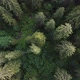 Green Forest - VideoHive Item for Sale