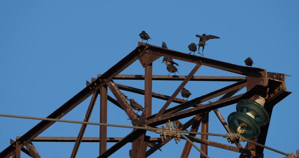 A flock of European starlings (Sturnus vulgaris) roost on overhead wires. Occitanie, France alt