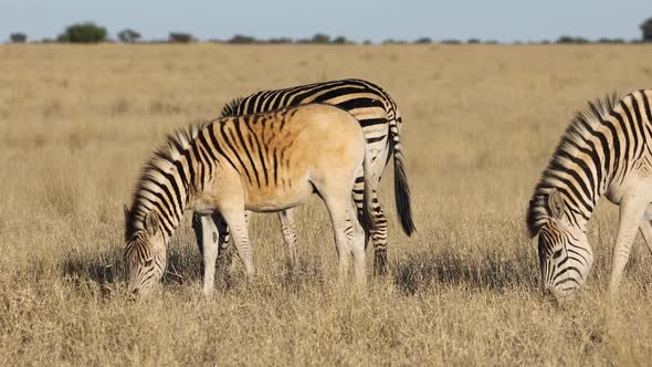 Plains Zebras Grazing In Grassland alt