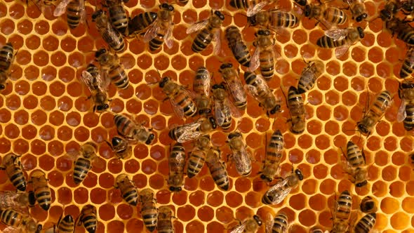 Work bees in hive.  Bees convert nectar into honey and cover it in honeycombs. alt
