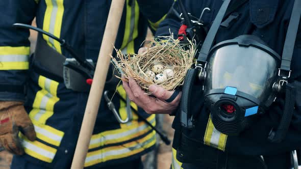 Quail's Nest with Eggs Rescued By Firefighters alt