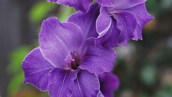 Close-up of gladiolus flower.