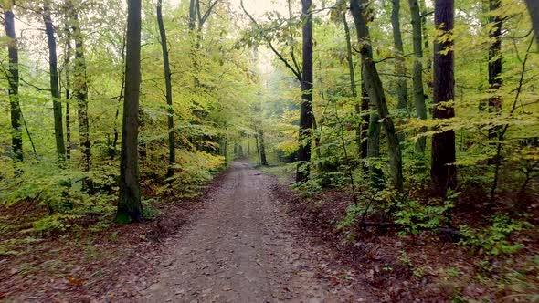 Walking through the autumn forest full of colourful trees in Poland, Europe alt