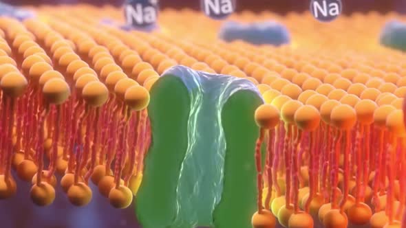Function of cell membrane and glucose molecules alt