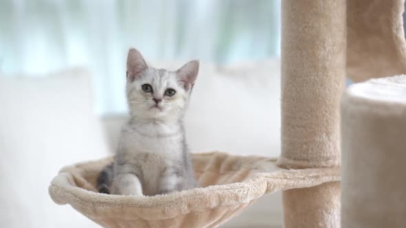 Cute Scottish Kitten Sitting On Cat Tower alt