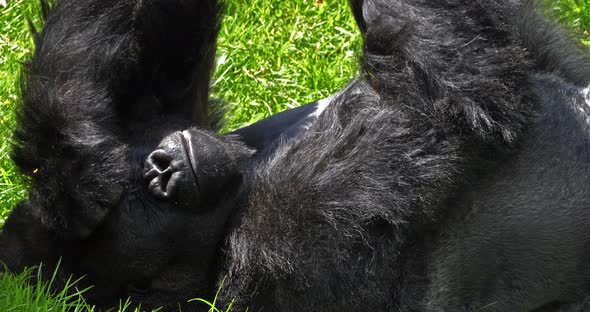 Eastern Lowland Gorilla, gorilla gorilla graueri, Silverback Male Laying down on Grass, Yawning alt