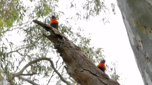 Two wild Rainbow Lorikeet sitting on a large gum tree branch. Overcast day. alt