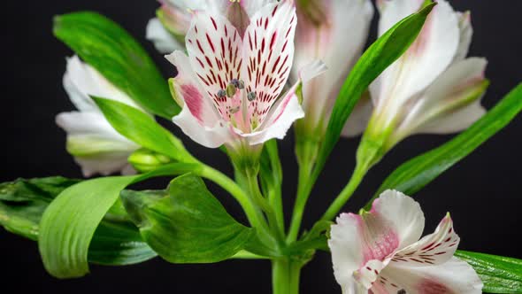 Alstroemeria Flower Blossom Timelapse alt