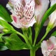 Alstroemeria Flower Blossom Timelapse - VideoHive Item for Sale