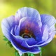 Beautiful Blue Anemone Flower Blooming on the Background of the Forest and the Rays of the Sun - VideoHive Item for Sale