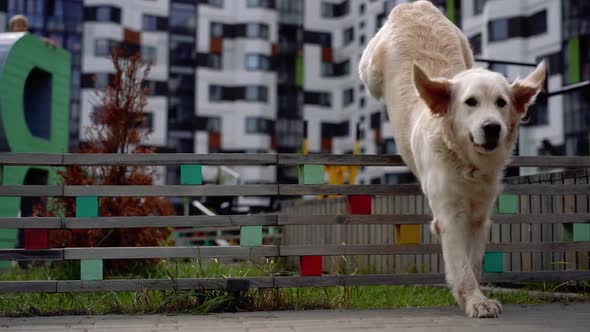 the Beauty of  - a Dog Jumping Over the Fence in a Modern City