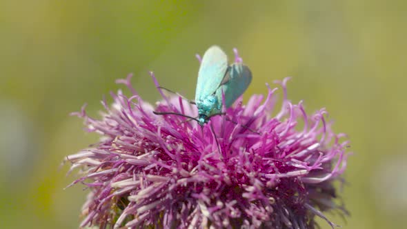 Insect with cyan colour