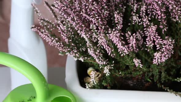 Heather Transplanted Into A Pot. Watering Can Nearby. The Camera Moves On A Slider. Close Up