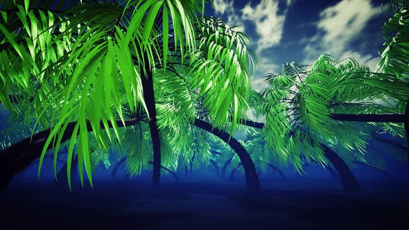 Palm Trees Forest 4k