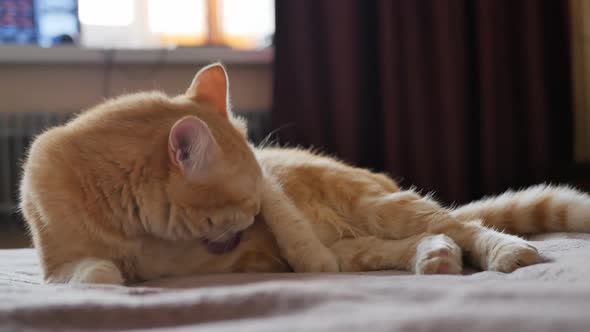 Ginger Cat on the Bed Licks His Chest with His Tongue and Looks Like a Lion