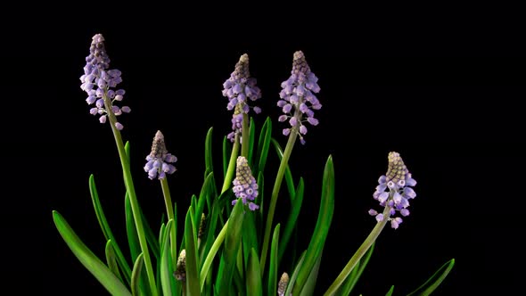 Purple Blue Grape Hyacinth Muscari Flowers Blooming in Time Lapse alt