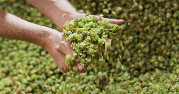 Close Up Hands of a Young Farmer Who Checks the Drying of the Hops and alt